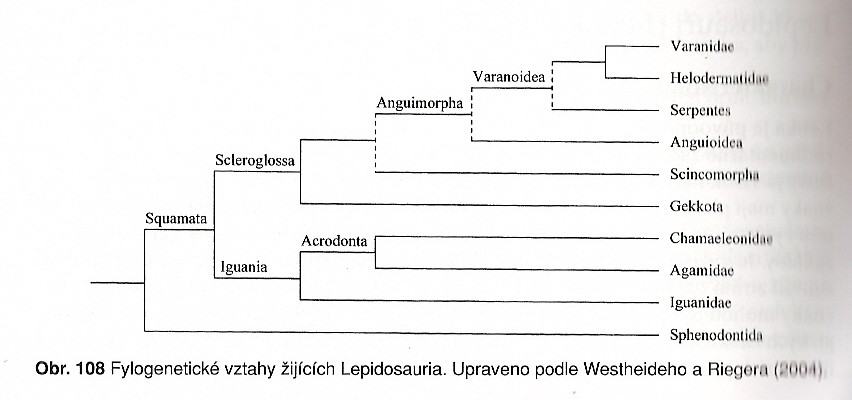 Šupinatí (Squamata) - tělo kryto šupinami,