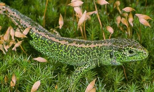 kýlnatých šupin - v ČR Lacerta agilis agilis