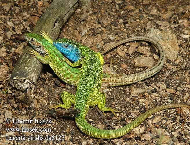 Lacerta viridis ještěrka zelená - naše největší