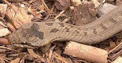 Coronella austriaca užovka hladká - náš