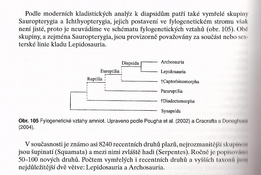 Všichni Amnioti, kteří nemají synapsidní typ lebky = Reptilia nebo Sauropsida Mezi Reptilia patří i ptáci, jinak jde o parafyletický taxon.