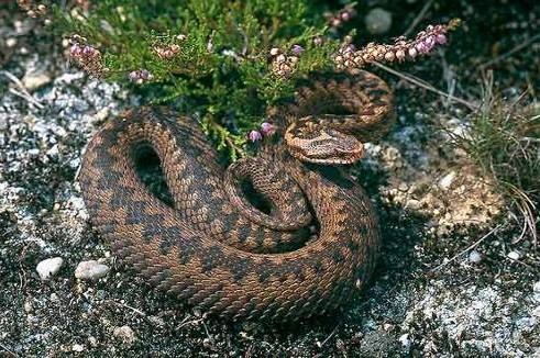 čel. Viperidae - zmijovití Vipera berus zmije obecná - 60 80 cm; zavalitý had, samci šedí, samice hnědé, středem hřbetu