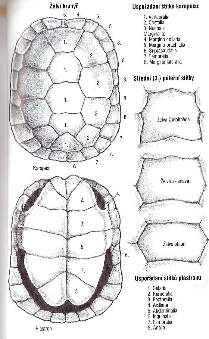 čel. Testudinidae - želvovití - suchozemské želvy