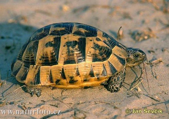 Testudo graeca želva žlutohnědá - 25 30 cm;