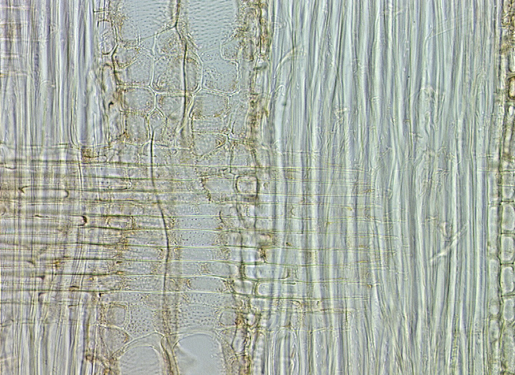 V letním dřevě jsou zřetelné mikrocévy (do 100 µm), které jsou bez seskupení.