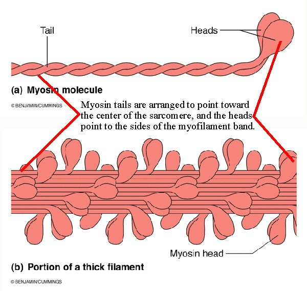 Myosin Molekula myosinu je podstatně větší Na povrchu vlákna jsou