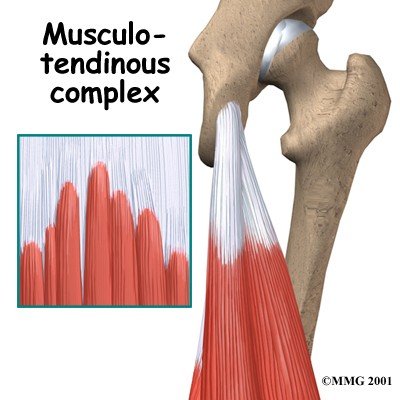 Přenos svalového tahu Na koncích svalových vláken tah (zkrácení) se z intracelulárních proteinů (aktin, myosin) přenáší na
