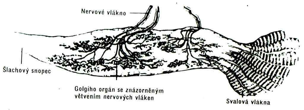 Golgiho šlachové vřeténko -na přechodu šlachy ve