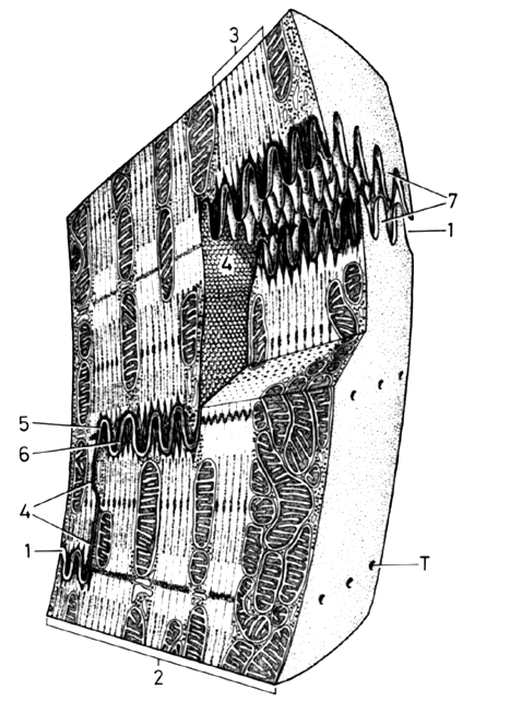Interkalární disk schodovité spojení sousedních kardiomyocytů