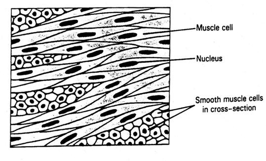 Hladká svalová tkáň Schopnost hypertrofie (gravidní uterus) Jádro centrálně Myofilamenta nejsou uspořádána do myofibril, (buňka nevykazuje příčné