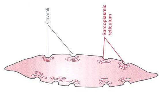 sarkoplazmě.