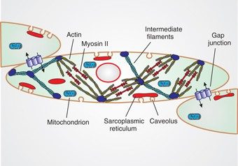 -kalmodulin aktivuje myosin-kinázu (přes camp)