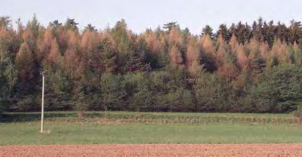 Zpravodaj ochrany lesa. Supplementum Obaleči Smrková forma obaleče modřínového (Zeiraphera griseana) reprezentuje dalšího významného defoliátora smrkových porostů.