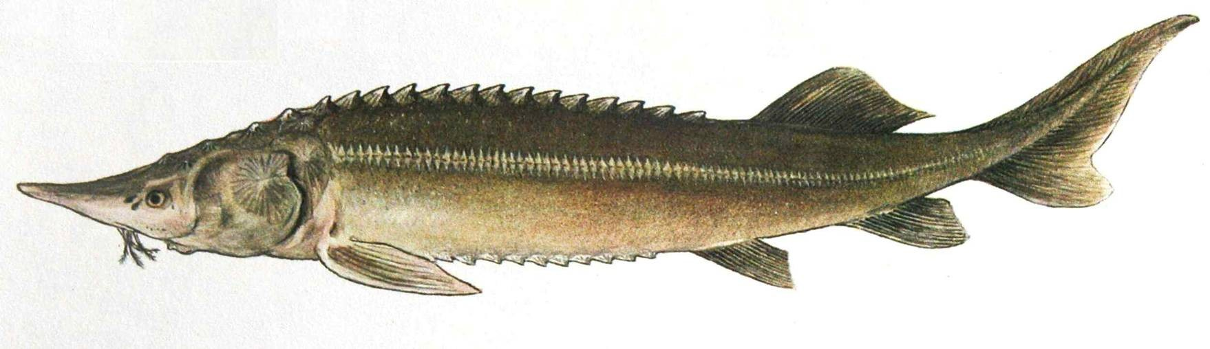 Nadřád: chrupavčití (Chondrostei) Řád: jeseteři (Acipenseriformes) Jeseter malý (Acipenser