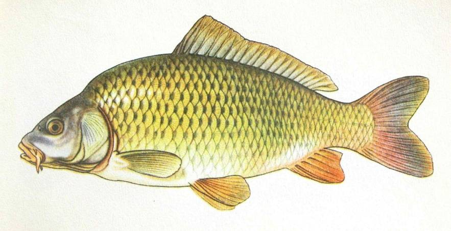 Kapr obecný (Cyprinus carpio)