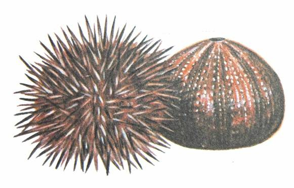 Ostnokoţci (Echinodermata) Polostrunatci