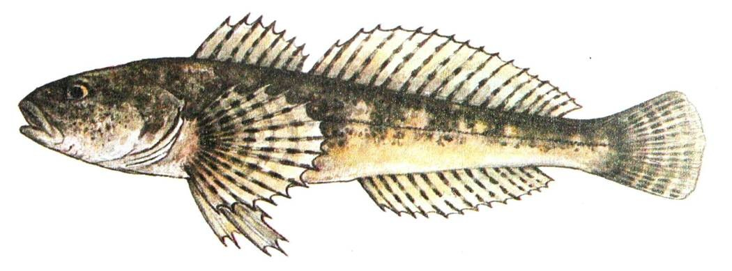 Ostnoploutví (Perciformes) (makrela)