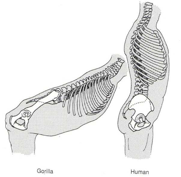 Vzhledem k tomu, že již nebylo třeba stálé aktivity hamstringů, došlo ke snížení délky a šířky sedacího hrbolu, stejně tak se snížila i výška kosti stydké, která umožnila efektivnější bipední chůzi.