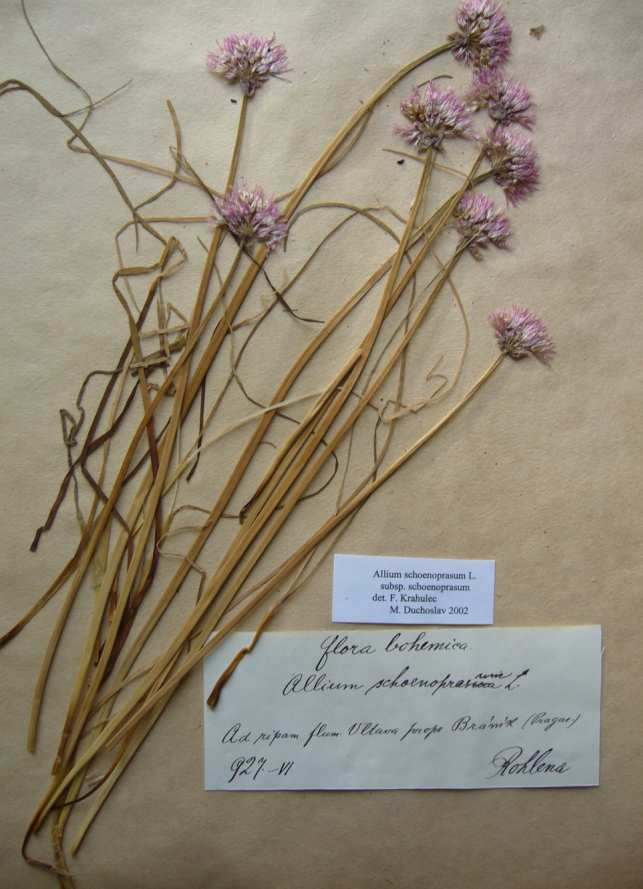Příloha 13: Herbářová položka Allium schoenoprasum subsp.
