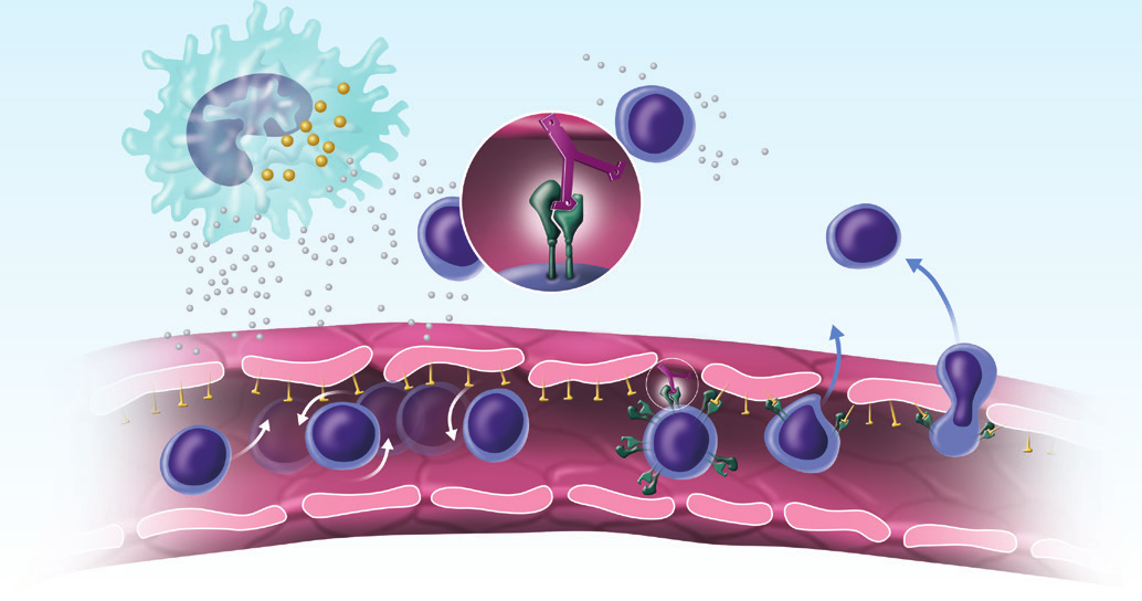 Vedolizumab Zánět α4 β7 Vedolizumab T lymfocyt MAdCAM 1 Integrin α4β7 Obr. 1 Mechanismus účinku vedolizumabu.