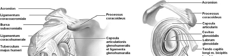 manžeta. Nad rotátorovou manžetou je rozepjaté lig. coracoacromiale tvořící klenbu ramenního kloubu (fornix humeri), která omezuje upažení.