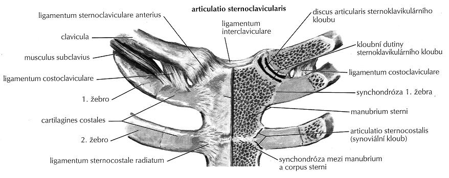 Kloubní pouzdro je tuhé a zesílené ligamenty, a proto při nárazech přenesených z horní končetiny dochází spíše k fraktuře klavikuly než k luxaci.