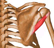 Obr. 7: Musculus teres minor Zdroj: http://www.rad.washington.edu/academics/academicsections/msk/muscle-atlas/upper-body/teres-minor M.