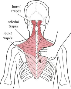 Obr. 33: Palpace musculus sternocleidomastoideus Obr. 34: Palpace musculus trapezius Obr. 35: Palpace musculus pectoralis major Zdroj: viz výše Obr.