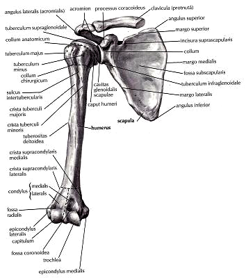 laterálně s akromiem lopatky. Mediální 2/3 jsou prohnuty směrem ventrálním a lat. 1/3 uhýbá dorzálně (obr. 1, 2). Humerus (kost pažní) resp.