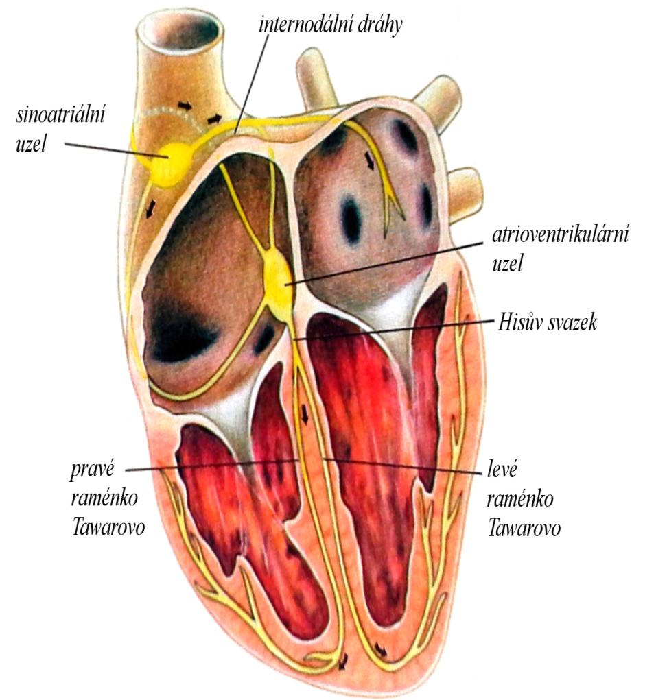 Obr. 1 Převodní systém srdeční [3] SA uzel je základní útvar převodního systému, má vřetenitý tvar délky 10 20 mm a šířky 5 mm a je uložen v epikardu pravé síně v blízkosti ústí horní duté žíly.