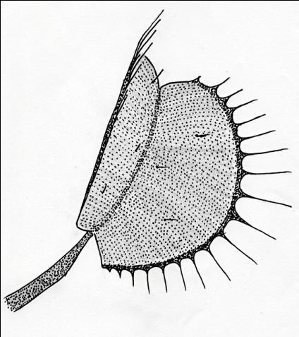Svěrací pasti Dionaea muscipula Aldrovanda Droseraceae Droseraceae Sací měchýřek se záklopkou Utricularia Lentibulariaceae Příloha 2: Skupiny masožravých rostlin rodu Drosera (převzato z Švarc 2003)
