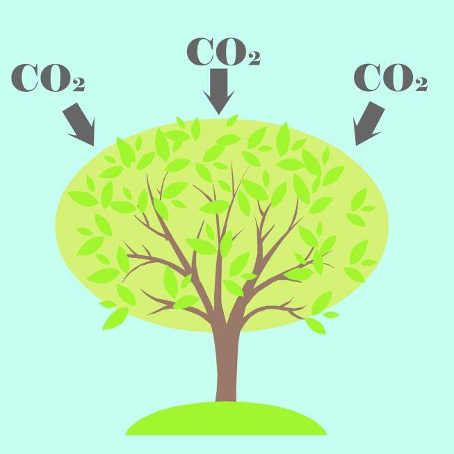 Čistý výnos fotosyntézy: P N = P G R D R L?