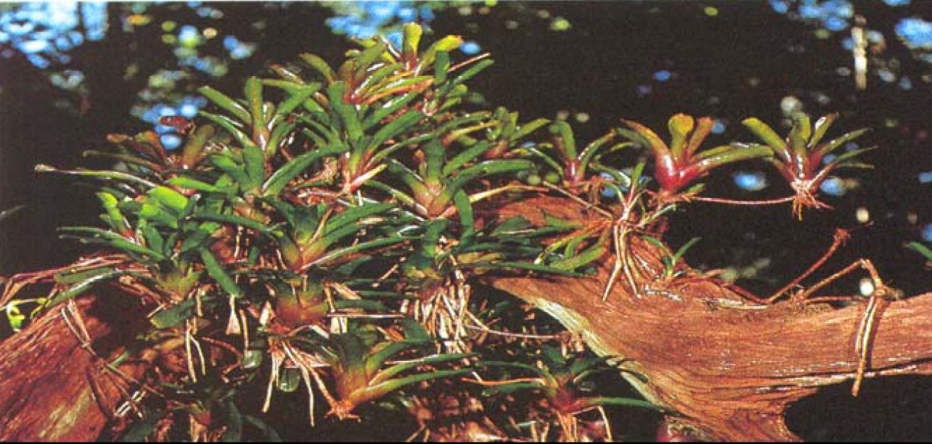 bromélia (Neoregelia