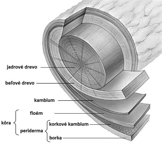 Druhotný rast zabezpečujú meristematické/delivé pletivá: kambium a felogén (= korkové kambium)