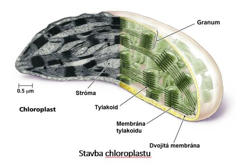 tvorenom bunkami s početnými chloroplastami (organely), ktoré obsahujú zelené farbivo chlorofyl.