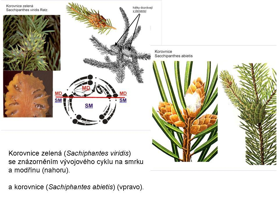 Škůdci na smrku Škůdci jehlic, pupenů a výhonů 1) Korovnice (zelená, šišticová) Mšice, jejichž vývoj probíhá na různých lesních dřevinách.