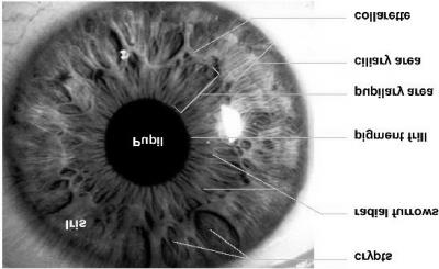 Krypty Duhovka Radiální rýhy Zornice Pigmentové okraje Zornicová oblast Řasová oblast Límeček Obr. 1-5: Základní rysy duhovky [1] 1.