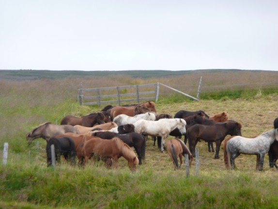 21: Islandští koně ( poníci ) u Godhafossu (Foto:  22: