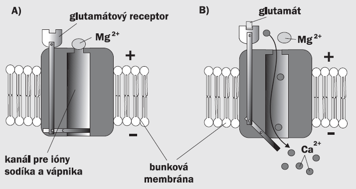 Glutamát synaptická