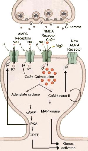 Glutamát NMDA receptor