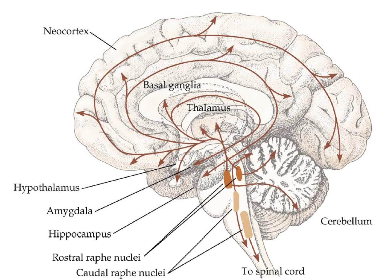 Serotonin