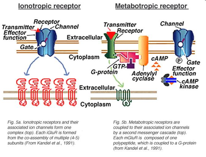 Ionotropní a