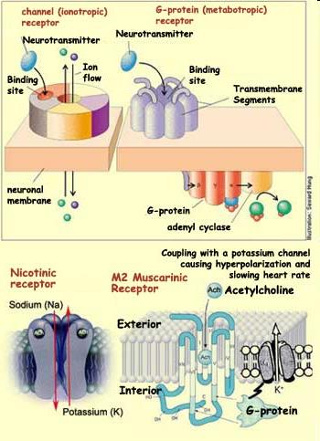 Ionotropní receptory Označovány také jako ligandem řízené iontové kanály Součástí proteinové struktury receptoru je iontový kanál Zpravidla jsou do jisté míry selektivní pro ionty (např nachr