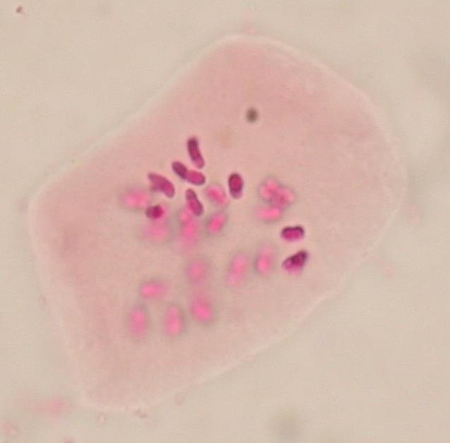 Echium russicum); 2n = 24 Z = 1 000x (imerze)