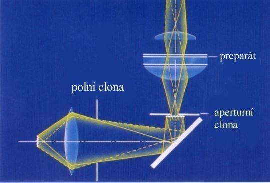 Clony u kondenzoru regulace množství světla, přicházejícího do mikroskopu: polní clona