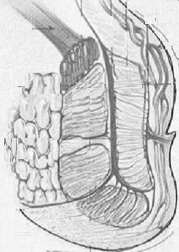 m. sphincter ani internus zesílená hladká cirkulární svalovina m.