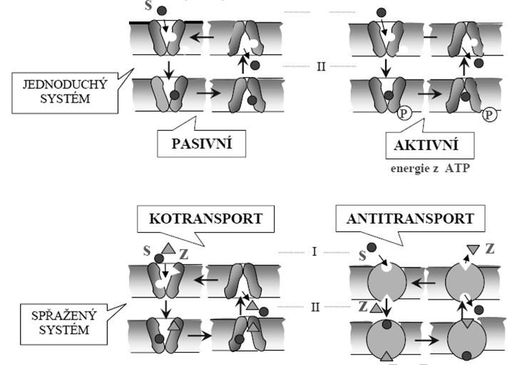 1.4 Struktura a funkce přenašečových systémů Druhým mechanismem výměny iontů mezi intracelulárním a extracelulárním prostředím jsou přenašečově systémy.