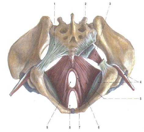 Pánevní dno Zajištění kontinence je z velké části závislé na fixaci měchýře a uretrovesikálního spojení v intraabdominální poloze.