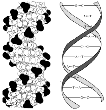 1.5.2.2 Struktura DNA Deoxyribonukleová kyselina má strukturu pravotočivé dvojité šroubovice, v níž se dva polynukleotidové řetězce obtáčí vzájemně kolem sebe ve spirále.