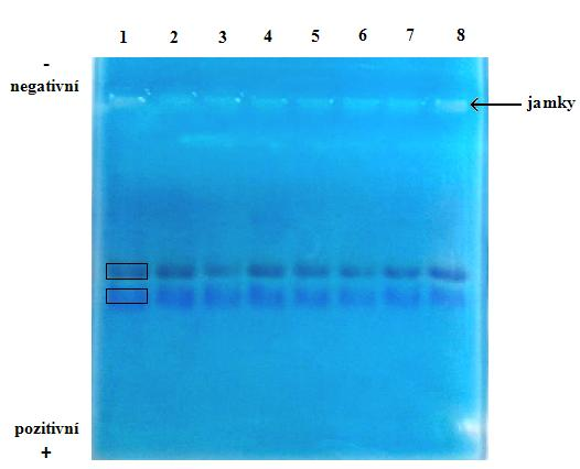 10.4 Vyhodnocení gelu Na 0,7% gel byly do osmi jamek naneseny vzorky DNA izolované z banánu, které byly rozštěpeny pomocí restrikčního enzymu.